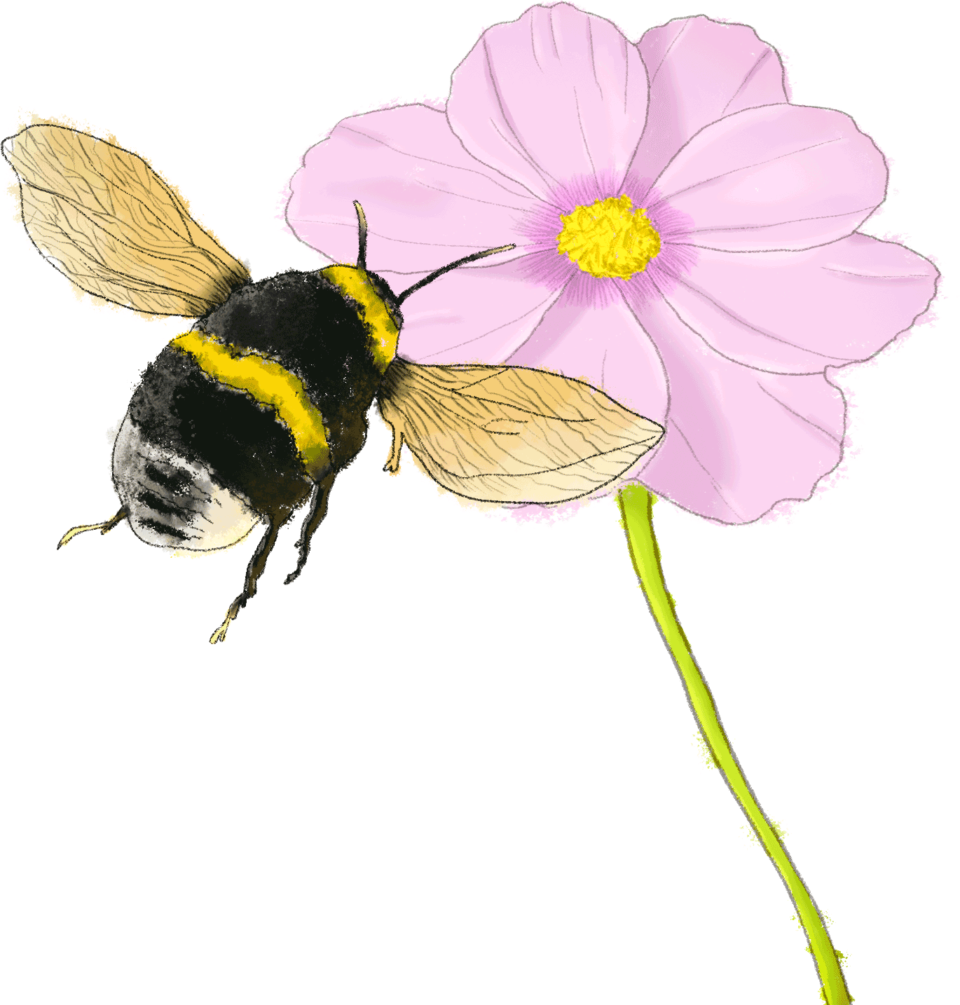 Bee and flower
